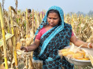 সোনাতলায় ভুট্টার বাম্পার ফলন, কৃষকের মুখে হাসি