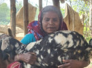 জিন্না বেগমের ছাগল পালনের সংগ্রামী গল্প 
