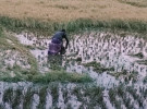 সোনাতলায় বোরো ধানে বৃষ্টির থাবা, ক্ষতির মুখে কৃষক