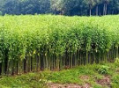 সালথায় মাঠজুড়ে সোনালী আঁশ পাট, ভালো ফলনের স্বপ্ন চাষিদের