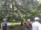 সাতক্ষীরায় সরকারিভাবে আম সংগ্রহের উদ্বোধন 