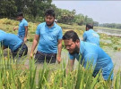 কাপাসিয়ায় কৃষকের ধান কেটে দিলেন এমপি সালাহউদ্দিন