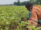 জ্বালানি সংকটে পুড়ছে পাট, ফরিদপুরে চাষীদের কপালে চিন্তার ভাঁজ