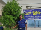 শ্যামনগরে ১০ ফুট লম্বা একটি গাঁজা গাছ জব্দ