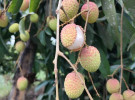 দিনাজপুরে লিচুর ফলনে চরম বিপর্যয়