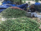 সাতক্ষীরার হিমসাগর যাচ্ছে ইউরোপে 