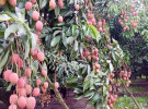 জ্যৈষ্ঠের শুরুতে লাল লিচুতে রঙিন ঈশ্বরদী