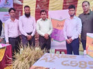 রাজবাড়ীতে বায়ার উচ্চ ফলনশীল ও বিএলবি রোগ সহনশীল অ্যারাইজ মাঠ দিবস অনুষ্ঠিত