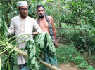 কাপাসিয়ায় পেঁপে, মাল্টা ও আনারস গাছ কেটে ফেলেছে দুর্বৃত্তরা