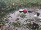 গোপালগঞ্জে নিয়ন্ত্রণ হারিয়ে ট্রাক খালে পড়ে ৪ গরুর মৃত্যু, ঝণগ্রস্থ বেপারীর কান্না 