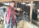 সোনাতলায় দারিদ্র্যকে জয় করে সফল খামারি নিত্য ঘোষ