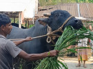 দিনাজপুরে কোরবানির জন্য প্রস্তুত ৪ লাখ ২৬ হাজার ৫২৩ পশু
