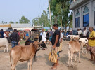কুড়িগ্রামে হাট ভরা গরু, ক্রেতার দেখা নেই