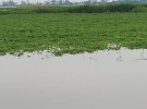 পানিবন্দি শতাধিক পরিবার, কোরবানি ঈদ নিয়ে শঙ্কায় চরবাসী