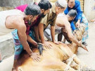 পাড়া-মহল্লায় চলছে পশু কোরবানি