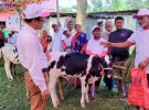 ঠাকুরগাঁওয়ে প্রান্তিক খামারিদের উন্নত জাতের বাছুর প্রদর্শনী প্রতিযোগিতা ও পুরষ্কার বিতরণী