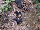 সাতক্ষীরায় ডোবা থেকে মধু ব্যবসায়ীর মরদেহ উদ্ধার