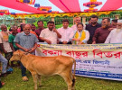 নিবন্ধিত ৬০ জেলের মাঝে বকনা বাছুর বিতরণ  