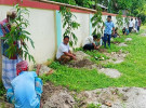 শতাধিক দেবদারু চারায় সাজলো পঞ্চগ্রাম ঈদগাহ মাঠ 