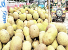 কাপাসিয়ায় ‘কাঁঠাল’র বাম্পার ফলন, দাম নিয়ে হতাশ কৃষকরা