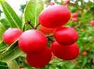 পুষ্টিগুণ সমৃদ্ধ টকটকে করমচা 