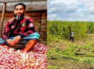 পেঁয়াজের ন্যায্যমূল্যে থেকে বঞ্চিত কৃষক, পাটেও অনিশ্চয়তা ‎