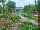 গোপালগঞ্জে ৯টি আম গাছের চারা ভেঙে উপড়ে ফেলার অভিযোগ  