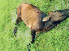 কুকুরের কামড়ে গাভী মৃত্যুর ঘটনায় পল্লী চিকিৎসকের বিরুদ্ধে থানায় অভিযোগ