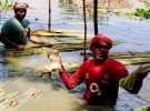 সালথায় ২৬ হাজার মেট্রিক টন পাট উৎপাদণের লক্ষ্যমাত্রা