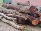 পাংশায় সরকারি রাস্তার কাটা গাছ আটক