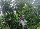 মহম্মদপুরে মিশ্র ফলের বাগান করে সফল মিজানুর রহমান 