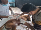 চাটমোহরে ধারালো অস্ত্রাঘাতে কুকুর হত্যার অভিযোগ