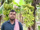 ৭০০ কলাগাছে কীটনাশক স্প্রে, ৪ লাখ টাকার ক্ষতি 