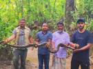 কাপ্তাইয়ে লোকালয় থেকে উদ্ধার হওয়া ১০ ফুট দৈর্ঘ্যের অজগর বনে অবমুক্ত