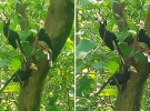 ব্যাঙছড়ি পাহাড়ে বিরল ‘ধনেশ’ পাখির সংসার 