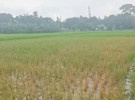 ফরিদপুরে বিরোধপূর্ণ জমির ধানক্ষেতে বিষ প্রয়োগ ও হত্যার হুমকির অভিযোগ