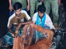 সুন্দরবনের অভয়ারণ্যে দুটি নৌকাসহ দুই জেলে আটক