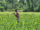 মীরেরবাড়িতে সবজির সবুজ বিপ্লব, ৮০০ কৃষকের ঘামে বদলাচ্ছে গ্রামীণ অর্থনীতি