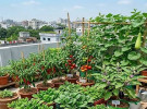 শহরে যেভাবে গড়ে তুলবেন সবুজ ছাদবাগান