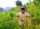 জুমের ধান কাটায় ব্যস্ত জুমিয়ারা, রয়েছে কিছু আক্ষেপও