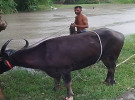 দেবহাটায় মহিষের আক্রমণে ৩ বছরের শিশুসহ আহত ৭ 