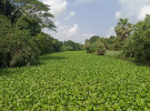 সালথার ঐতিহ্যবাহী কুমার নদ কচুরিপানায় নাব্য সংকটে