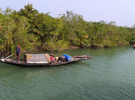 সুন্দরবনে ড্রোন উড়িয়ে নিস্ফল অভিযান, নিরাপত্তা চান জেলে-মহাজনরা