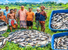 বাগেরহাটে মৎস্য ঘেরে বিষ, ৬ লাখ টাকার মাছ নিধন