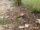 বিদ্যালয়ের গাছ কাটার অভিযোগ স্কুলের প্রধান শিক্ষকের বিরুদ্ধে