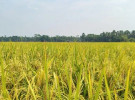 গোপালগঞ্জে বিনা ধান-২৬ চাষে ব্যাপক সাফল্য 