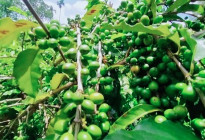 ‘সোনা’ ফলছে মধুপুর শাল-গজারির লাল মাটিতে 