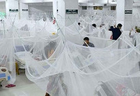ডেঙ্গুতে আরও ৩ জনের মৃত্যু, হাসপাতালে ৬৮৫
