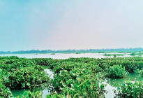দেশীয় মাছের অস্তিত্ব সংকটে টাঙ্গাইলের ঐতিহ্যবাহী চারান বিল