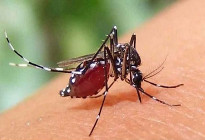 ডেঙ্গুতে পাঁচজনের মৃত্যু, হাসপাতালে ৯৫৩ জন
